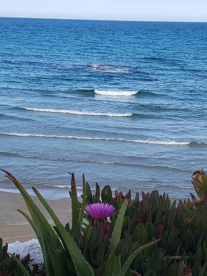 Playa Flamenca Splendid Apartment On The Beach Alicante Eksteriør bilde